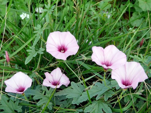 Mallow Bindweed
