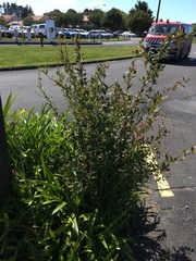 Berberis glaucocarpa