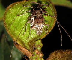 Leptocometes spitzi