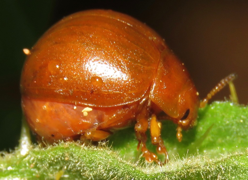 Eugonycha