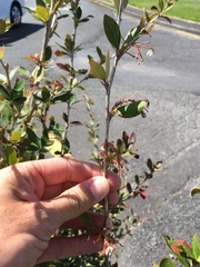 Berberis glaucocarpa