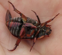 Pelidnota nitescens