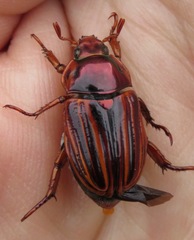 Pelidnota nitescens