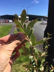 Berberis glaucocarpa