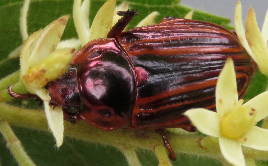 Pelidnota nitescens