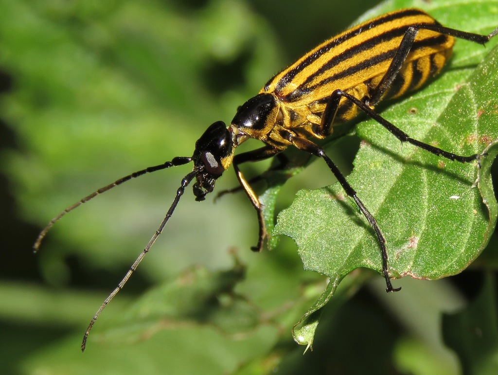 Epicauta excavata