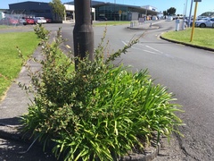 Berberis glaucocarpa