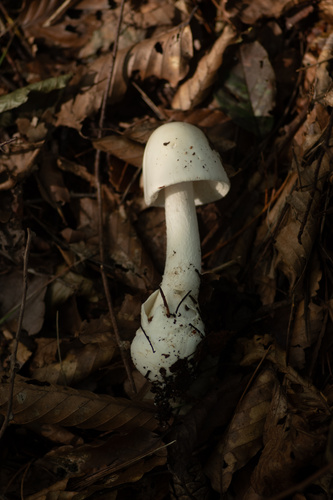 Amanita virosa
