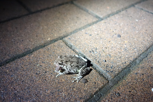 Eastern Japanese Tree Frog