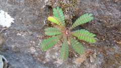 Biophytum