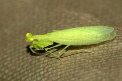 Chloromantis