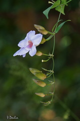 Thunbergia laurifolia