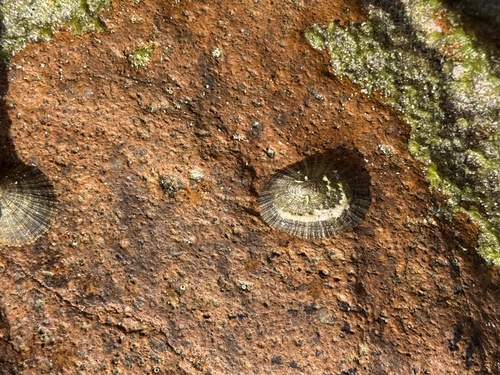 Patella caerulea