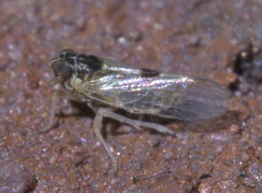 Nothodelphax consimilis