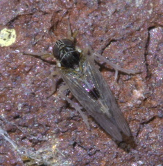 Nothodelphax consimilis