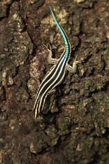 Holaspis laevis