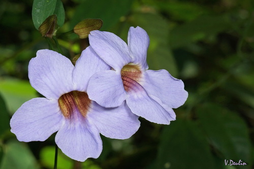 Thunbergia laurifolia