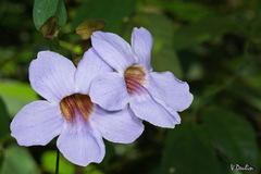 Thunbergia laurifolia