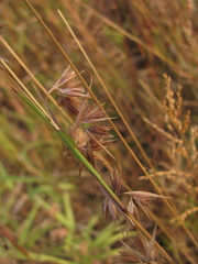 Themeda