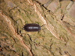 Porcellio obsoletus