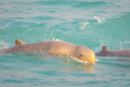 Australian Snubfin Dolphin