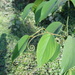Gouania microcarpa - Photo (c) Siddarth Machado, some rights reserved (CC BY), uploaded by Siddarth Machado