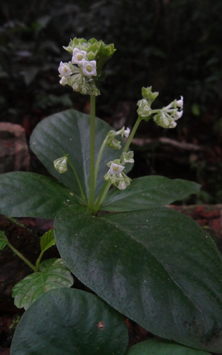 Argostemma courtallense