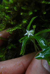 Argostemma verticillatum