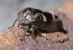 Ophiderma