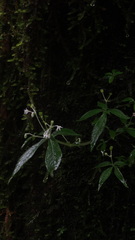 Argostemma verticillatum