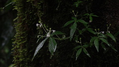 Argostemma verticillatum