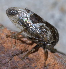 Ophiderma salamandra