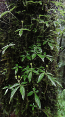 Argostemma verticillatum