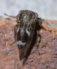Ophiderma salamandra