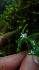 Argostemma verticillatum