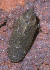 Opsiplanon luella