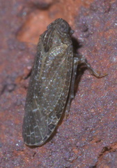 Opsiplanon luella