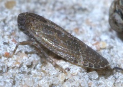 Opsiplanon luella