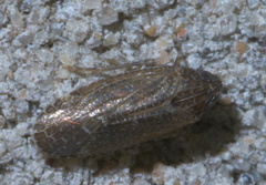 Opsiplanon luella
