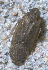 Opsiplanon luella
