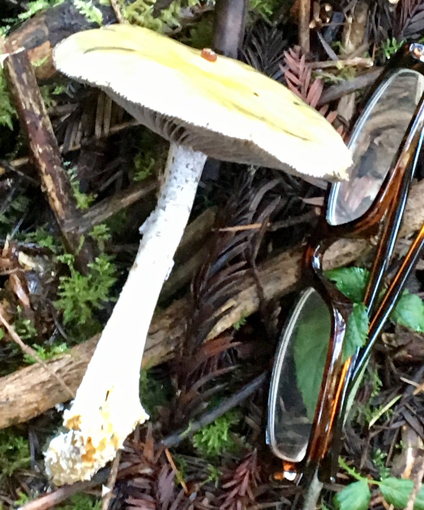 Stropharia ambigua image