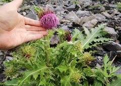 Cirsium purpuratum