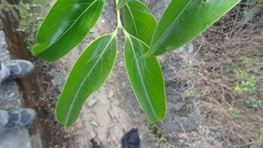 Vanguerieae