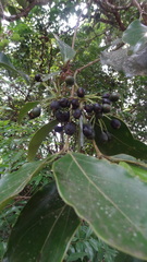 Vanguerieae