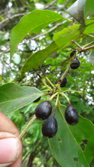 Vanguerieae