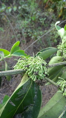 Vanguerieae