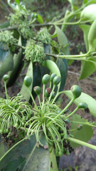 Vanguerieae