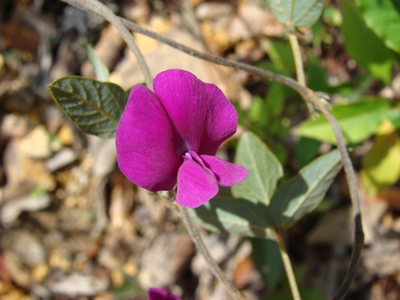 Cologania