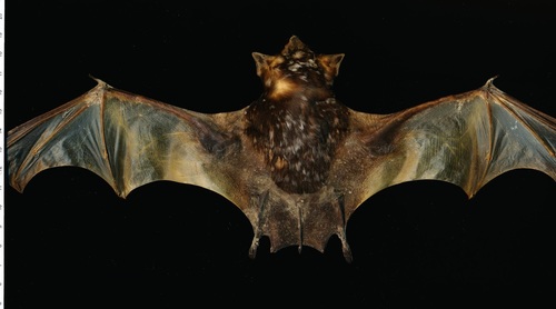 Naked-rumped Pouched Bat