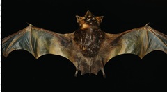 Naked-Rumped Pouched Bat photo 4